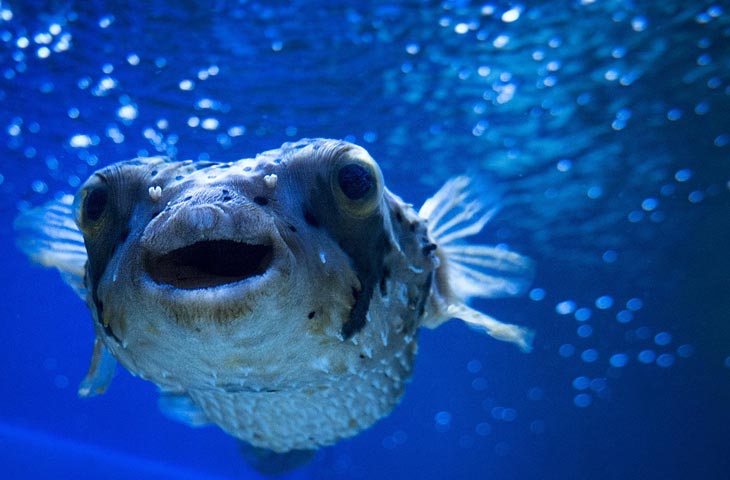 Le blobfish : l’animal le plus moche du monde - Photo Du Poisson Le Plus Moche Du Monde