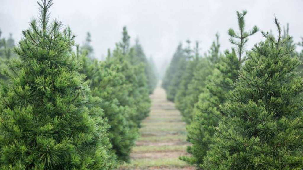 Quelle est l'origine du sapin de Noël ? Saviezvous.fr