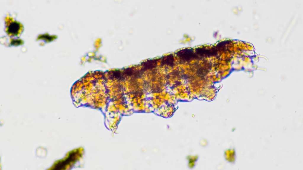 tardigrade extraterrestre microscope